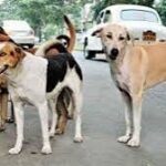 دہلی ہائی کورٹ نے عوامی مقامات سے آوارہ کتوں کو ہٹانے کے معاملے پر از خود نوٹس لیا